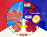 Food safety training